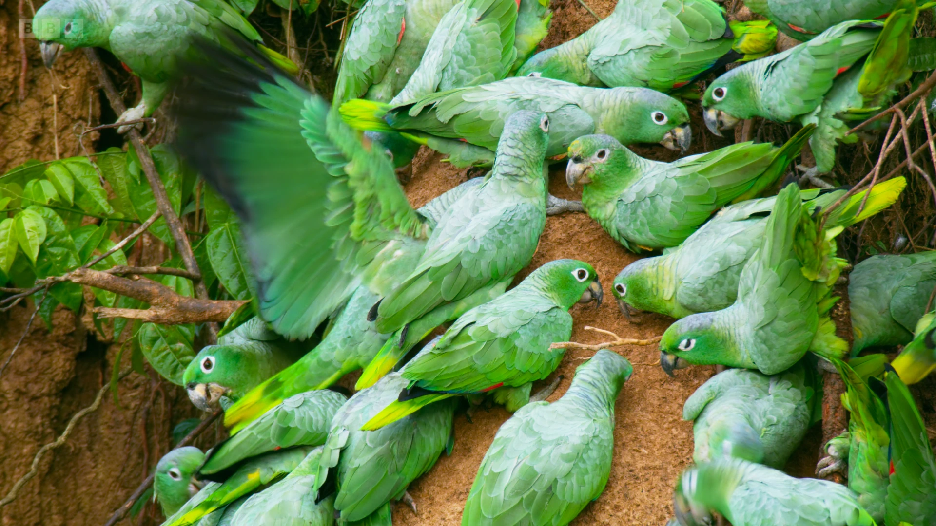 Southern mealy parrot (Amazona farinosa) as shown in Seven Worlds, One Planet - South America